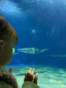 アクアワールド茨城県大洗水族館に投稿された画像（2023/2/23）