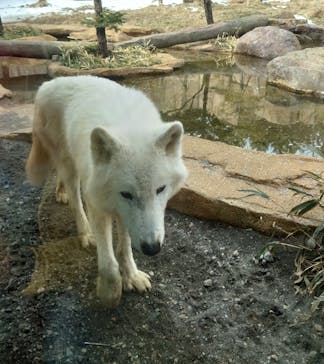 那須どうぶつ王国に投稿された画像（2023/2/23）