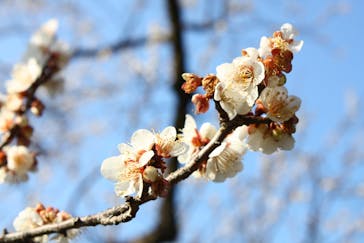 偕楽園本園に投稿された画像（2023/2/23）