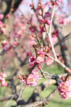 偕楽園本園に投稿された画像（2023/2/23）