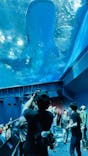 沖縄美ら海水族館に投稿された画像（2023/2/24）