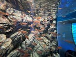 しながわ水族館に投稿された画像（2023/2/24）