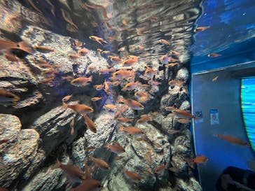 しながわ水族館に投稿された画像（2023/2/23）