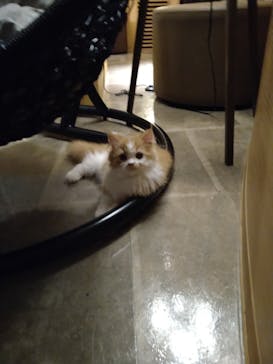 猫カフェモカ　新宿店に投稿された画像（2023/2/23）