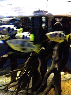 カワスイ 川崎⽔族館に投稿された画像（2023/2/24）