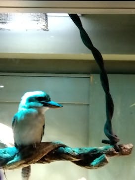 カワスイ 川崎⽔族館に投稿された画像（2023/2/24）