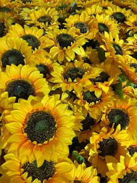 ゴッホ・アライブに投稿された画像（2023/2/24）