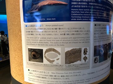 沖縄美ら海水族館に投稿された画像（2023/2/24）