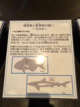 沖縄美ら海水族館に投稿された画像（2023/2/24）