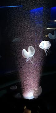 京都水族館に投稿された画像（2023/2/24）