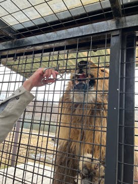 那須サファリパークに投稿された画像（2023/2/24）