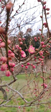 偕楽園本園に投稿された画像（2023/2/24）