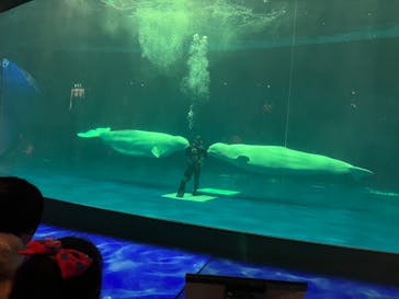 島根県立 しまね海洋館に投稿された画像（2023/2/24）