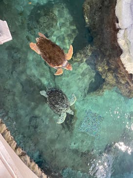 名古屋港水族館に投稿された画像（2023/2/24）