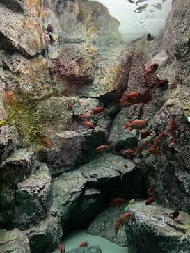 名古屋港水族館に投稿された画像（2023/2/24）