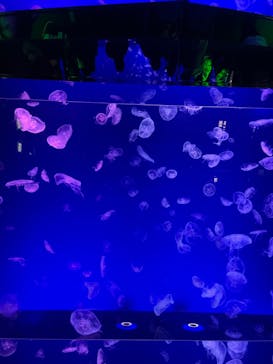 名古屋港水族館に投稿された画像（2023/2/24）