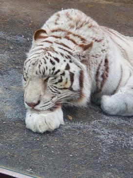 東武動物公園に投稿された画像（2023/2/24）