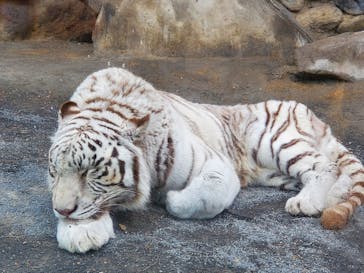 東武動物公園に投稿された画像（2023/2/24）