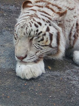 東武動物公園に投稿された画像（2023/2/24）