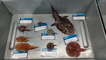 横浜・八景島シーパラダイスに投稿された画像（2023/2/24）