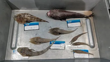 横浜・八景島シーパラダイスに投稿された画像（2023/2/24）