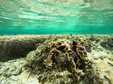 武藤潜水に投稿された画像（2023/2/24）