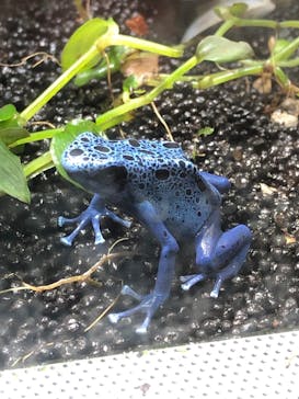 カワスイ 川崎⽔族館に投稿された画像（2023/2/24）