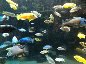 カワスイ 川崎⽔族館に投稿された画像（2023/2/24）