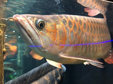 カワスイ 川崎⽔族館に投稿された画像（2023/2/24）