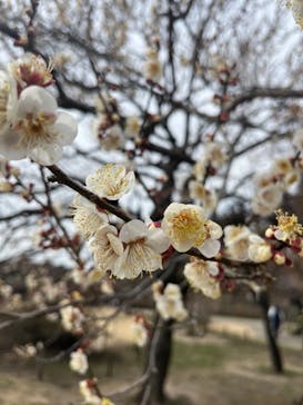 偕楽園本園に投稿された画像（2023/2/24）