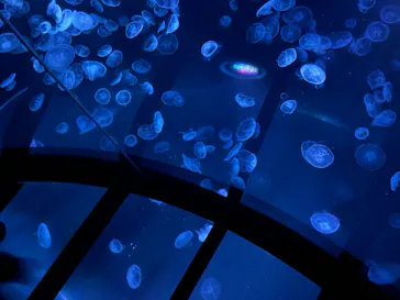 すみだ水族館に投稿された画像（2023/2/24）