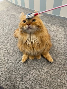 猫カフェモカ　イオンレイクタウン店に投稿された画像（2023/2/24）