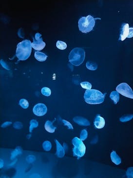 サンシャイン水族館に投稿された画像（2023/2/24）