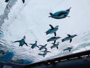 サンシャイン水族館に投稿された画像（2023/2/24）
