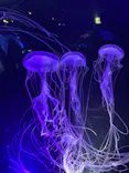 名古屋港水族館に投稿された画像（2023/2/25）