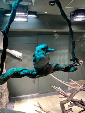 カワスイ 川崎⽔族館に投稿された画像（2023/2/24）