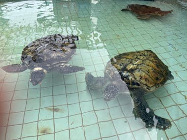 下田海中水族館に投稿された画像（2023/2/24）
