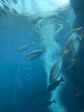 下田海中水族館に投稿された画像（2023/2/24）