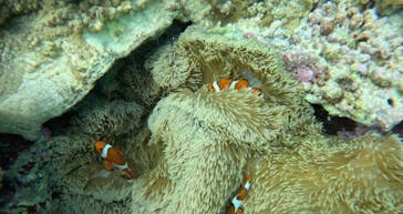 宮古島 ADVENTURE PiPi（ミヤコジマ アドベンチャー ピピ）に投稿された画像（2023/2/25）