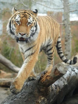 那須どうぶつ王国に投稿された画像（2023/2/25）