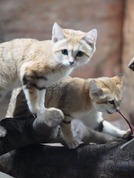 那須どうぶつ王国に投稿された画像（2023/2/25）