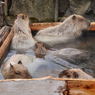 那須どうぶつ王国に投稿された画像（2023/2/25）