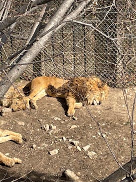 群馬サファリパークに投稿された画像（2023/2/25）