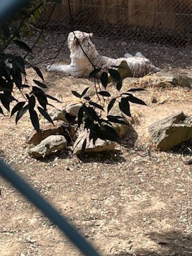 群馬サファリパークに投稿された画像（2023/2/25）