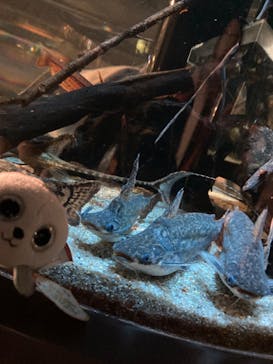 カワスイ 川崎⽔族館に投稿された画像（2023/2/25）