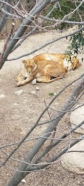 群馬サファリパークに投稿された画像（2023/2/25）