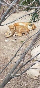 群馬サファリパークに投稿された画像（2023/2/25）