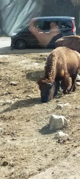 群馬サファリパークに投稿された画像（2023/2/25）