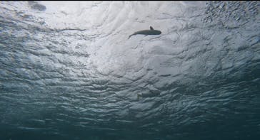 DIVING-SHOP SUNSに投稿された画像（2023/2/25）