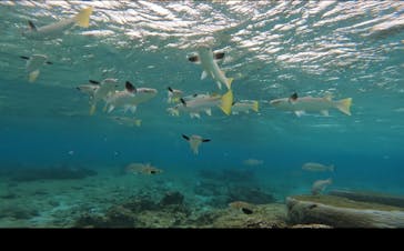 DIVING-SHOP SUNSに投稿された画像（2023/2/25）